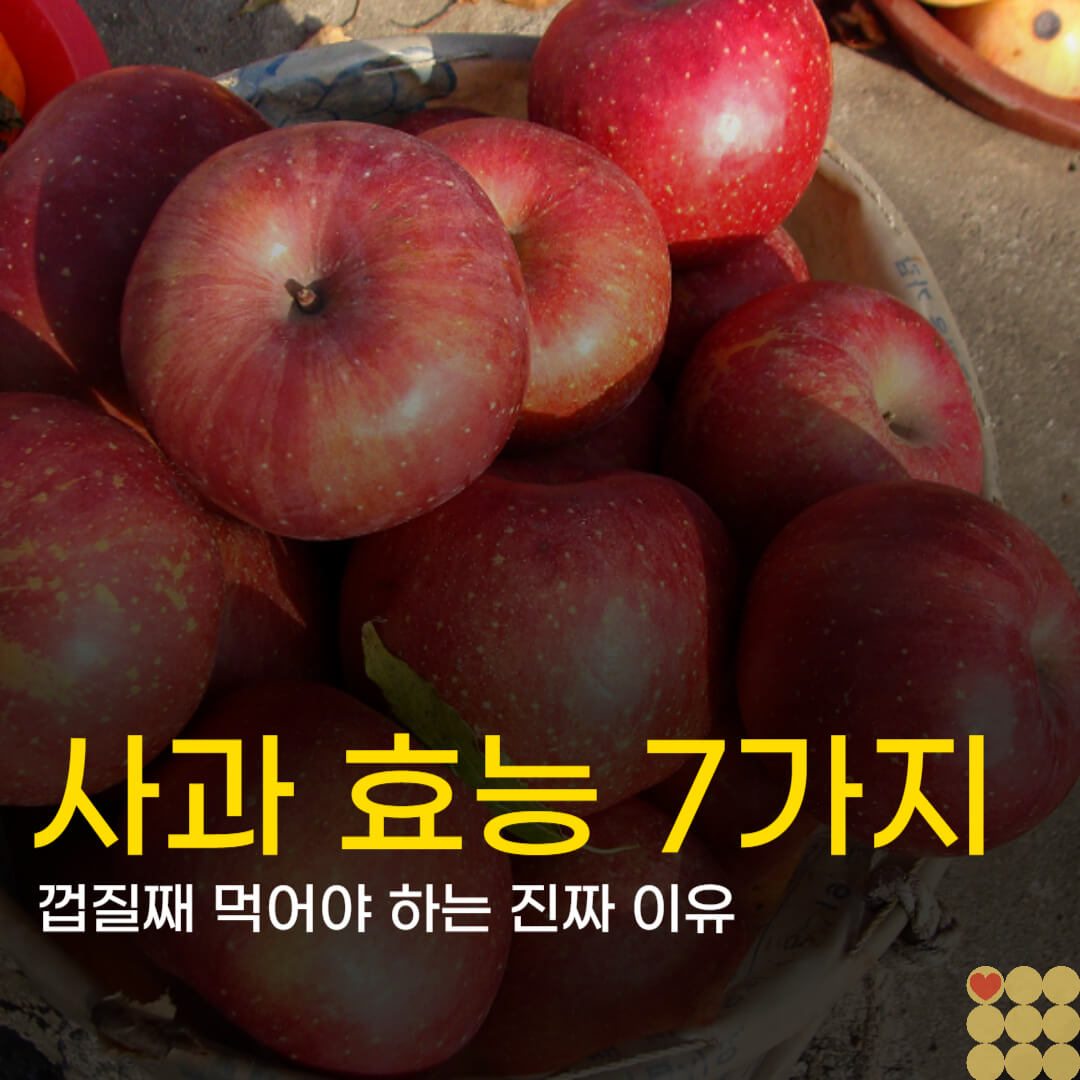 겨울 제철 과일 부사 사과 효능 7가지와 껍질째 먹어야 하는 진짜 이유