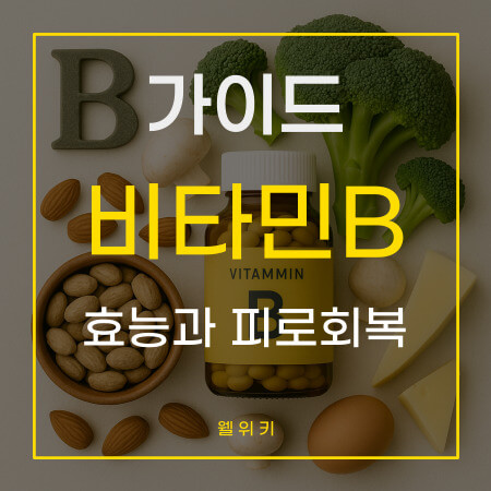 비타민 B군 효능 과 피로 회복을 위한 5가지 핵심 섭취 가이드